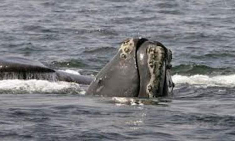 جهود لإنقاذ نحو 140 من الحيتان الطيارة علقت على الساحل الغربي لأستراليا