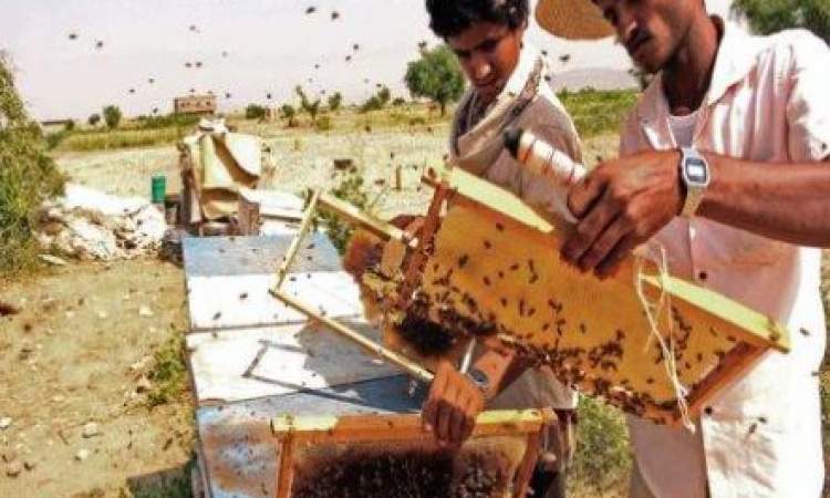 العسل اليمني قيمة علاجية وغذائية فائقة