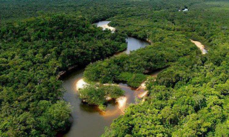 بيع غابة الأمازون عبر فيسبوك