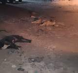 صنعاء: إبادة ألف كلب في إطار حملة استمرت شهرين