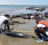 نفوق عشرات الدلافين على شواطئ غانا.. فيديو