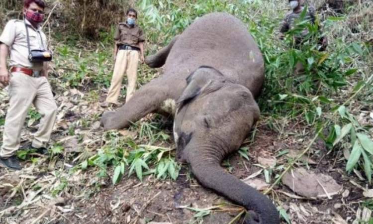 صاعقة برق تقتل 18 فيلا آسيويًافي ثوان