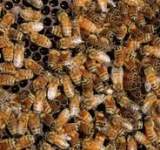 صنعاء:  مناقشة الحد من اضرار المبيدات على خلايا النحل