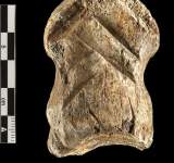 اكتشاف أقدم قطعة أثرية لإنسان نياندرتال في ألمانيا