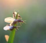 ملايين الحشرات تتجه إلى ويمبلي للمشاركة في نهائي يورو 2020