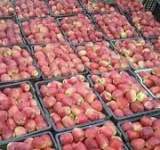 20ألف طن انتاج التفاح في العام الواحد