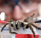 اكتشاف علاج من سم العنكبوت لإيقاف الموت بالأزمة القلبية!