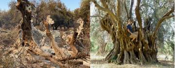 احتراق شجرة زيتون عمرها 2500 عام 