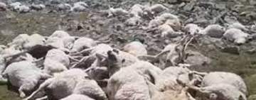  صاعقة رعدية تقتل 550 رأسا من الأغنام في جورجيا(فيديو)