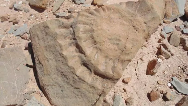 علماء يكتشفون أثر ديناصور في تشيلي 