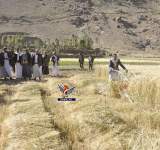 تدشين حصاد محصول "بذور بنك البذور" في وادي الأجبار بسنحان