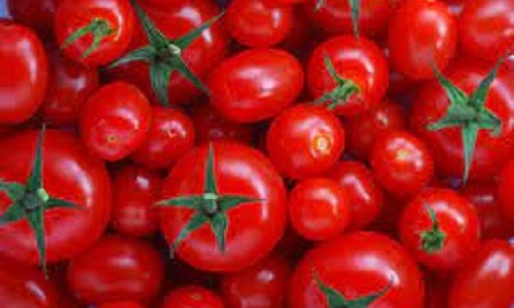 ميزات فريدة للطماطم والفئة الممنوعة من تناولها
