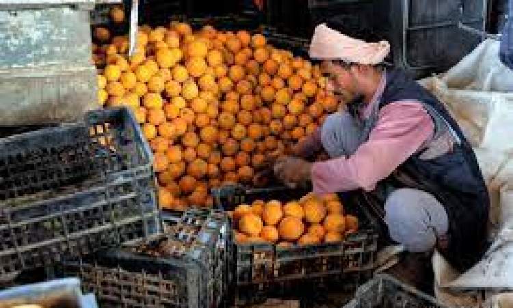 تعميم بشأن حظر استيراد البرتقال 