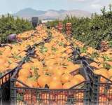 بعد منع الاستيراد .. البرتقال المحلي يتصدَّر الأسواق
