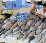 الثروة السمكية تصدر بيان بشأن سوق الجرداء بالامانة