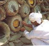 تصدير 840 طن من العسل اليمني سنوياً