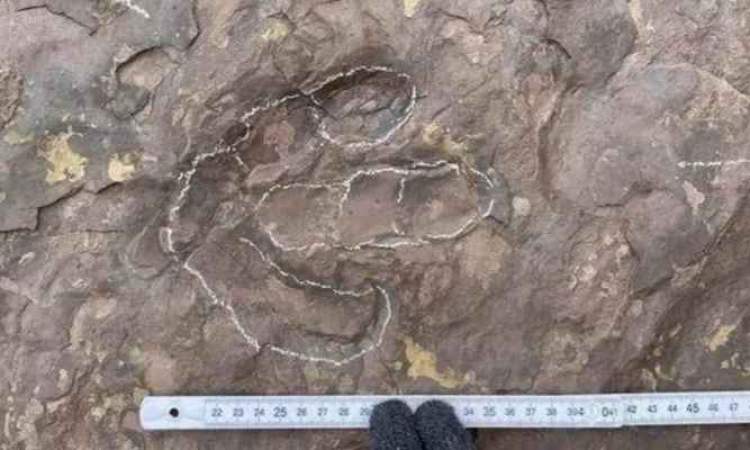 اكتشاف آثار أقدام للديناصورات من العصر الطباشيري في جنوبي الصين