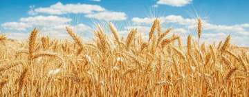 ارتفاع أسعار القمح بنسبة 60% وسط مخاوف متزايدة من نقص الإمدادات