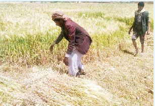 استراتيجية زراعة القمح والحبوب
