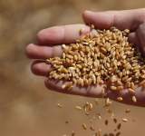 الفاو: أسعار القمح يتراجع لاول مرة عن مستواه القياسي 