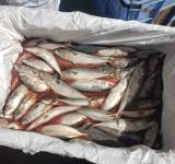 ضبط نصف طن اسماك تالفة في سوق البليلي بالأمانة