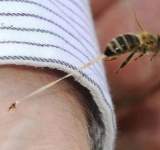 لماذا تموت النحلة بعد اللسعة؟