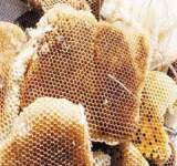 دراسة : غياب التسويق وقلة الخبرة تعيق انتاج العسل بضوران - ذمار