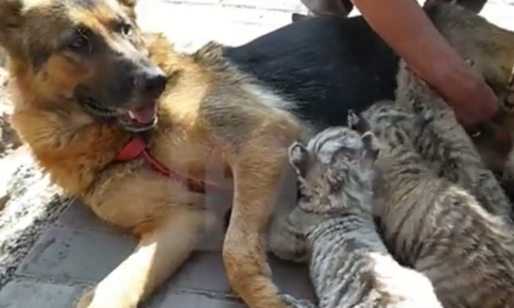  كلبة ترضع 4 أشبال من النمور (فيديو)