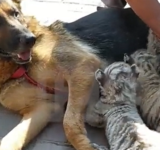  كلبة ترضع 4 أشبال من النمور (فيديو)