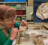  اكتشاف أقدم حفرية لقلب في العالم عمرها 380 مليون سنة