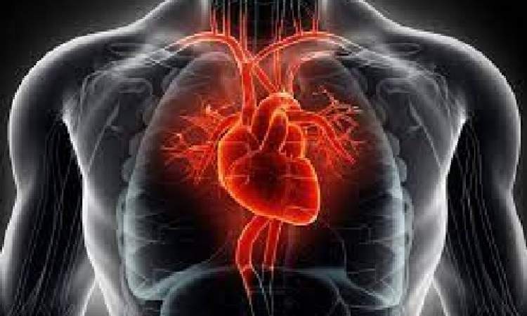 هرمون يساعد أنسجة القلب على التجدد