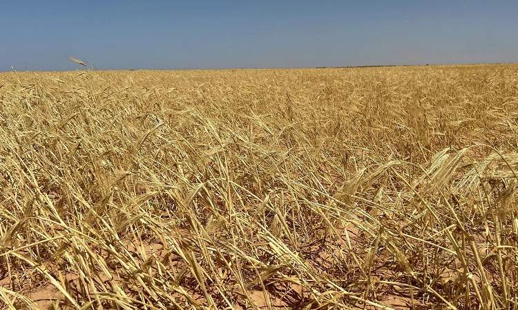 الدول الغربية تشتري  80 % من الحبوب الأوكرانية