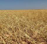 الدول الغربية تشتري  80 % من الحبوب الأوكرانية