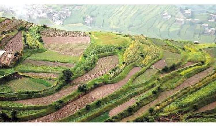 أهمية الزراعة في تعزيز الأمن القومي اليمن