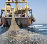 قحيم :سفن الصيد تجرف الثروة ويجب وقفها