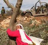 العدو الصهيوني يقتلع 2000 شجرة زيتون غرب سلفيت
