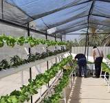 مصري يفوز بجائزة شومان للباحثين العرب عن تطبيقات الزراعة دون تربة
