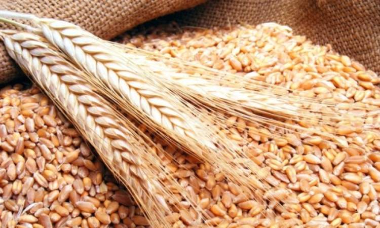 انخفاض أسعار القمح أدنى مستوى في ثلاثة أشهر