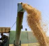 الفاو: نمو إنتاج إيران من الحبوب بنسبة 17.3% خلال العام الجاري