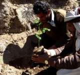 صنعاء:تدشين زراعة ألف و500 شتلة (مورنجا) .. ذات فوائد علاجية