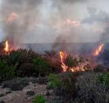 الامارات تحرق مزارع النخيل في سقطرى