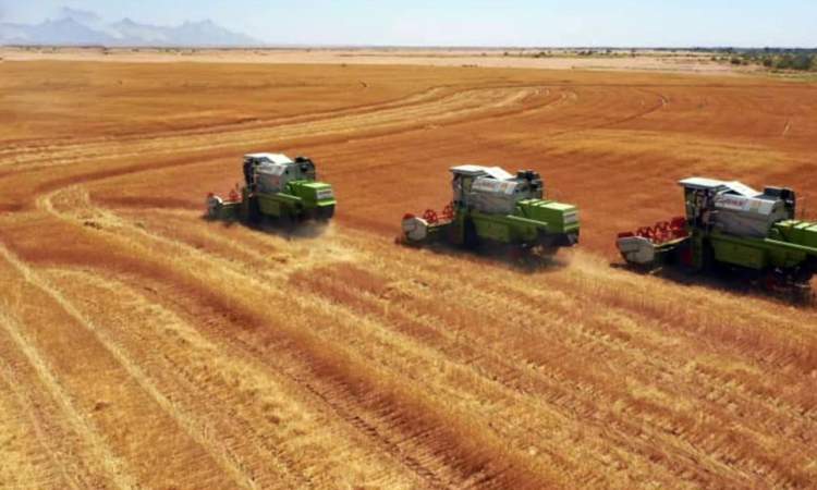 اللجنة الزراعية تدشن موسم حصاد القمح بمحافظة الجوف