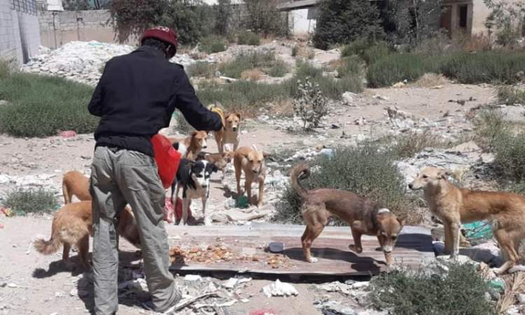 التخلص من 26 ألف كلب بأمانة العاصمة