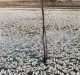 التغير المناخي: ملايين الأسماك النافقة تطفو فوق نهر في أستراليا