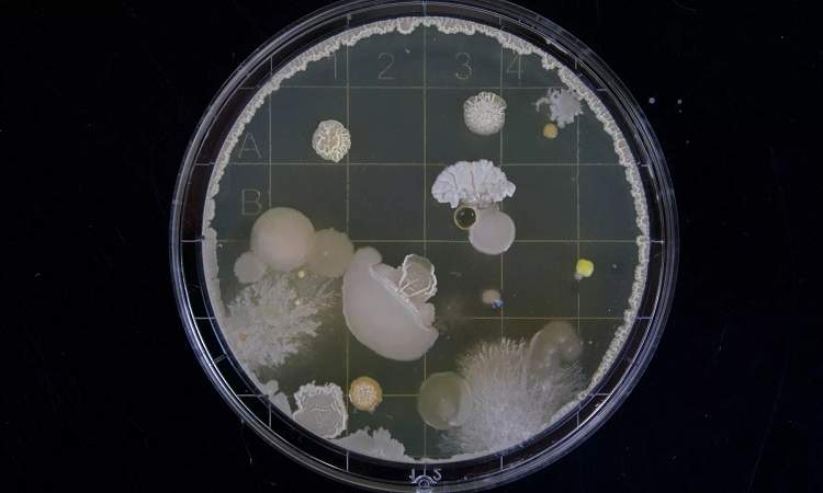 اكتشاف بكتيريا قادرة على التهام النفط 