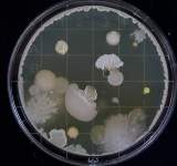 اكتشاف بكتيريا قادرة على التهام النفط 