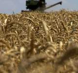 الطقس والتهديد الروسي يلهبان أسعار القمح