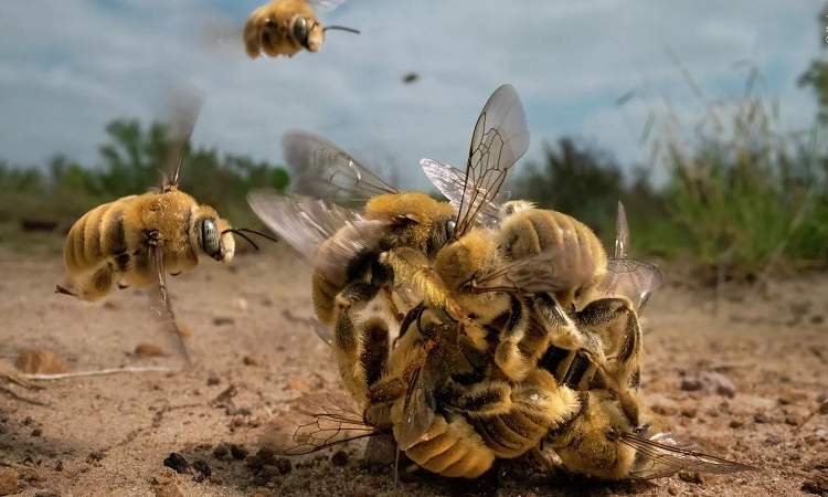 سرب من النحل يهاجم ضابطا أمريكيا 
