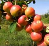 نجاح تجربة زراعة التفاح السكري في محافظة صعدة