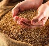 الهند تقدم مساعدة 20 ألف طن من القمح لأفغانستان